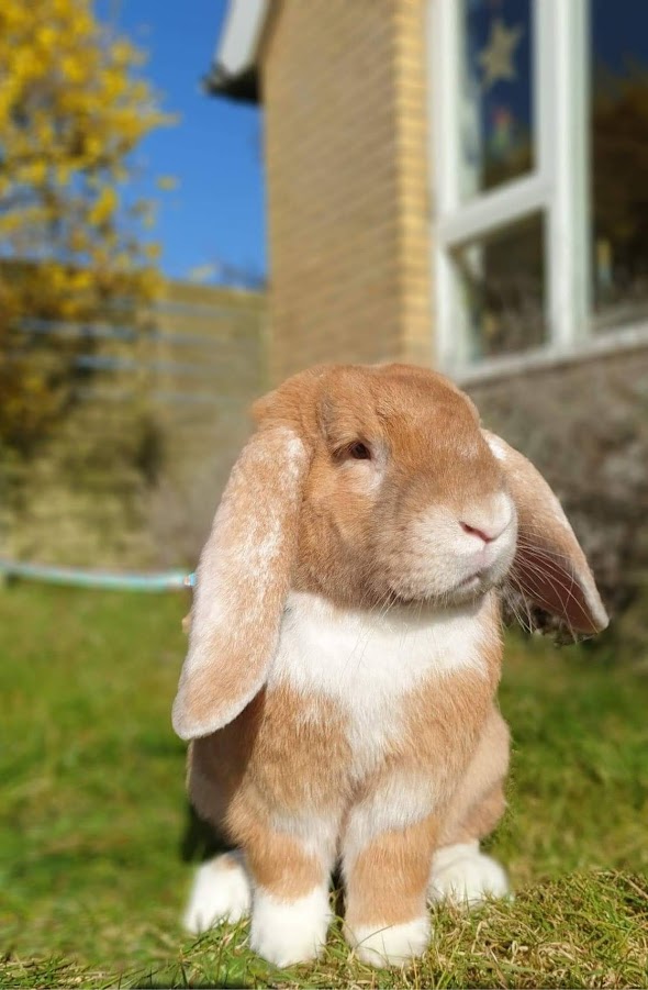 Lepus