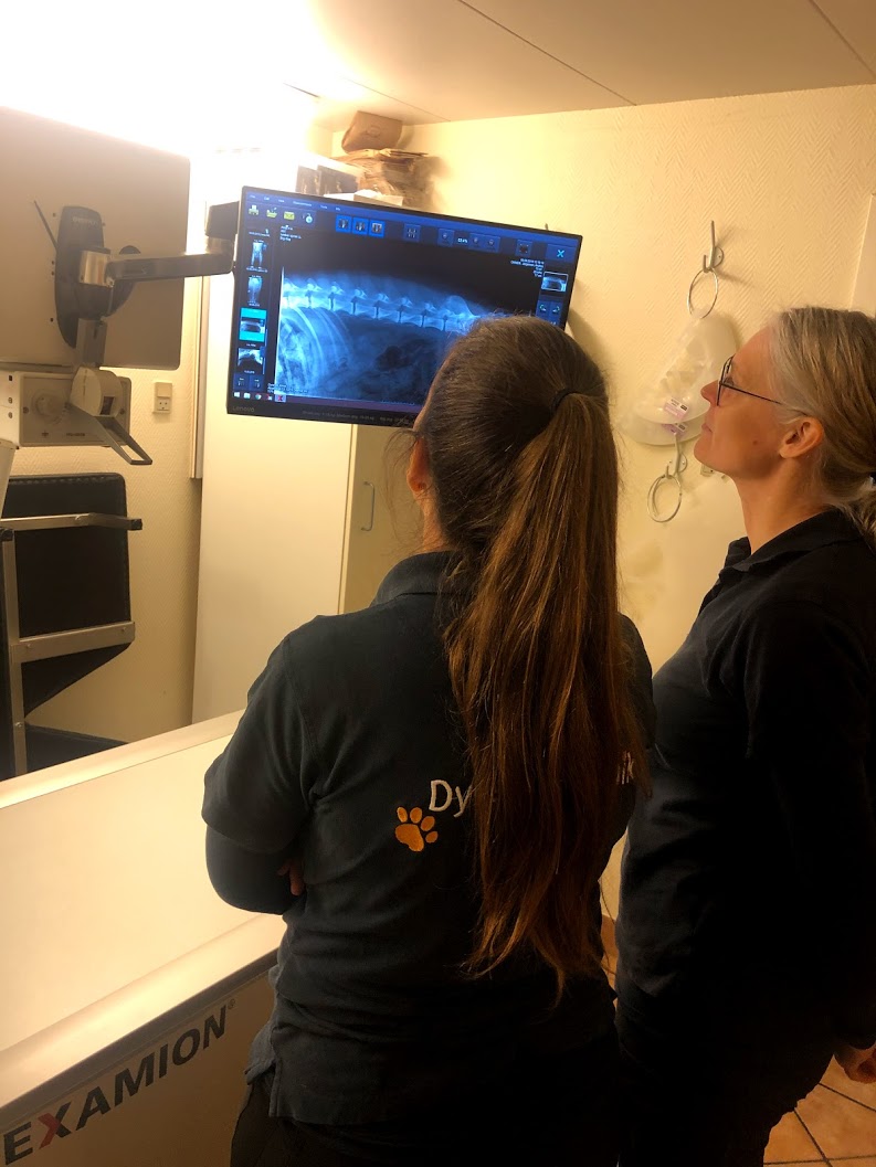 Rgt til hjemmeside