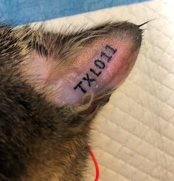 øretatoo 2 